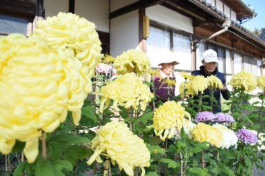 晩秋彩る大輪　３色の「大菊」咲き誇り　住民の心和ませ／岡山・津山市