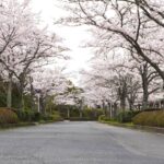 トンネルのようになっている園内の桜並木=2024年4月6日午後3時10分、岡山県美作市で