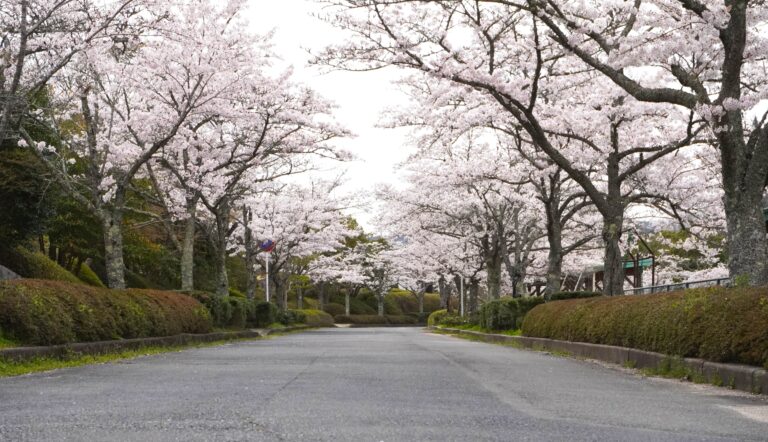 トンネルのようになっている園内の桜並木=2024年4月6日午後3時10分、岡山県美作市で