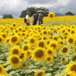 咲き誇るヒマワリをめでる家族連れ=岡山県真庭市で