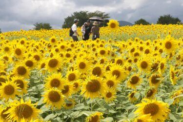 咲き誇るヒマワリをめでる家族連れ=岡山県真庭市で