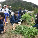ショウガの掘り取りに挑戦する生徒たち=岡山県津山市で