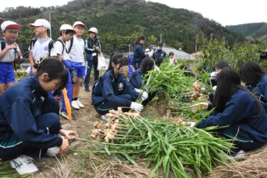 ショウガの掘り取りに挑戦する生徒たち=岡山県津山市で