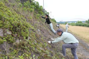 吉井川河川敷でのり面の雑草を刈り取る市民=岡山県津山市で