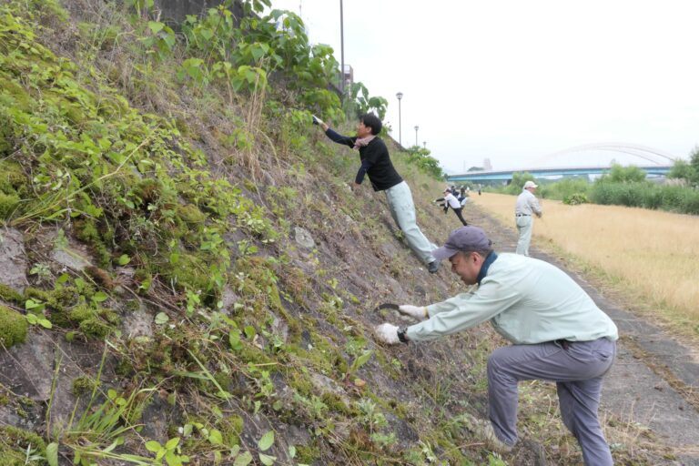 吉井川河川敷でのり面の雑草を刈り取る市民=岡山県津山市で
