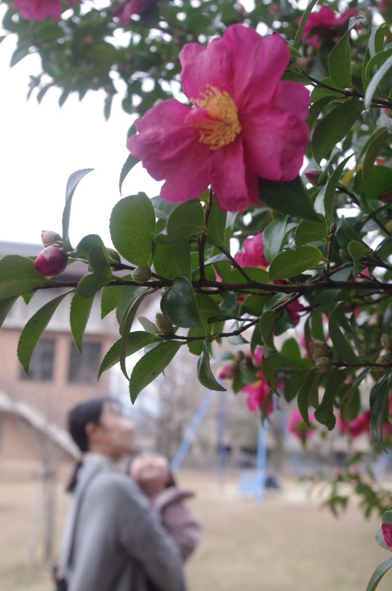 紅色の花を咲かせたサザンカ＝山下の児童公園で