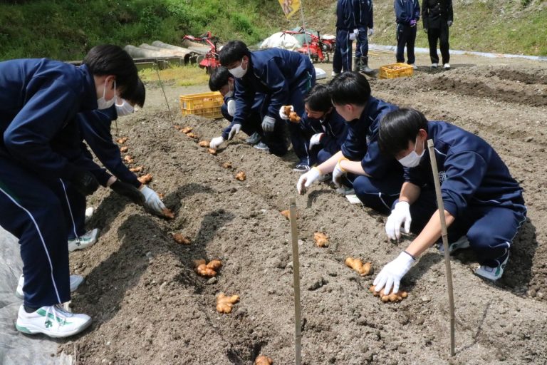 ショウガを植え付ける東高食物調理科の生徒たち