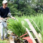 正月のお飾りに使うための稲を収穫する中島さん