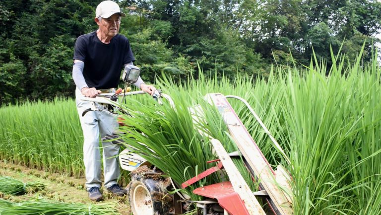 正月のお飾りに使うための稲を収穫する中島さん