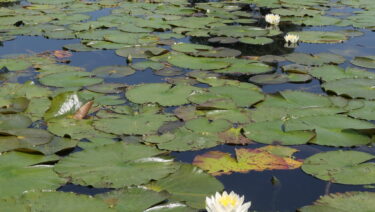 庭池を彩る涼しげなスイレンの花＝岡山県津山市で