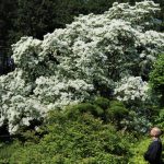 見ごろを迎えたヒトツバタゴの花＝少林寺（岡山県津山市）で