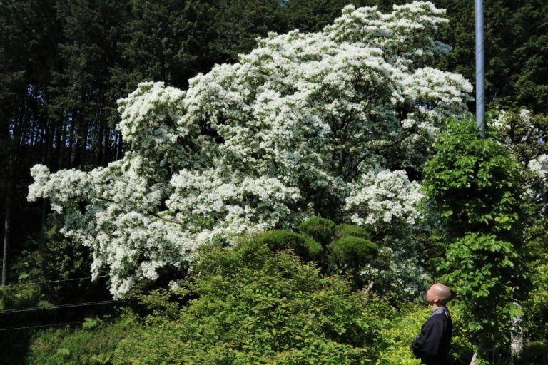 見ごろを迎えたヒトツバタゴの花＝津山市中北上・少林寺で