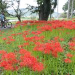 川東公園に咲くヒガンバナに見入るサイクリストたち=岡山県真庭市で