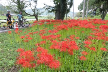 川東公園に咲くヒガンバナに見入るサイクリストたち=岡山県真庭市で