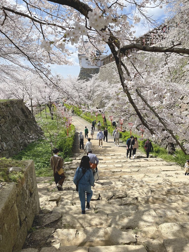 桜を楽しみながら歩く人々＝2023年3月28日 午後12時36分
