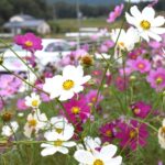 秋風にそよぐコスモスの花＝岡山県津山市綾部の県道6号で