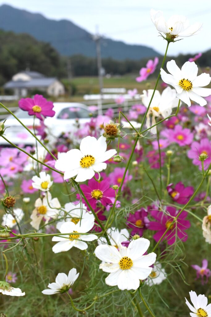 秋風にそよぐコスモスの花＝岡山県津山市綾部の県道6号で