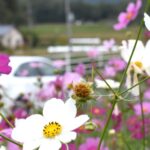 秋風にそよぐコスモスの花＝岡山県津山市綾部の県道6号で