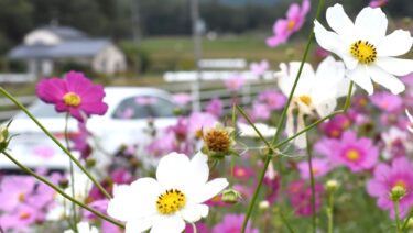 秋風にそよぐコスモスの花＝岡山県津山市綾部の県道6号で