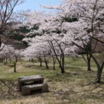 山間に咲き誇るソメイヨシノ＝岡山県津山市、ウッドパーク声ヶ乢で