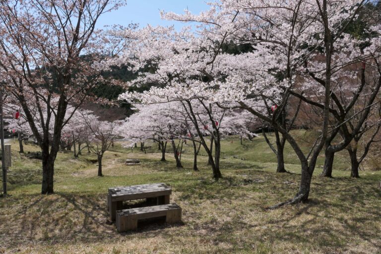 山間に咲き誇るソメイヨシノ＝岡山県津山市、ウッドパーク声ヶ乢で