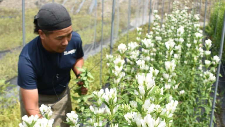 お盆用のリンドウの出荷に励む生産者＝鏡野町富西谷で