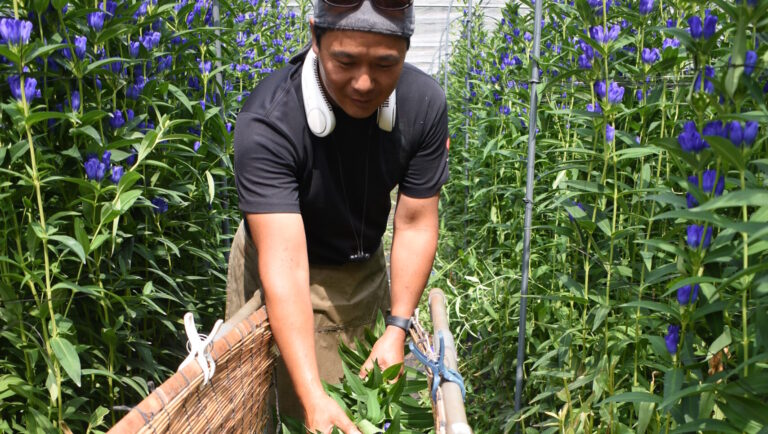 お盆用のリンドウの収穫に励む森さん=岡山県鏡野町で