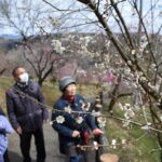 見ごろを迎えた梅の里公園の早咲きの梅の花=岡山県津山市で