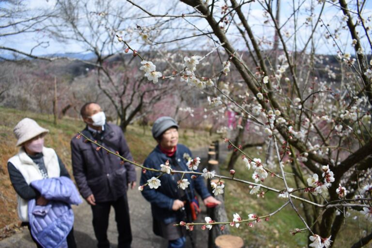 見ごろを迎えた梅の里公園の早咲きの梅の花=岡山県津山市で