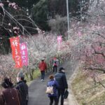 甘い香りに包まれる梅の里公園