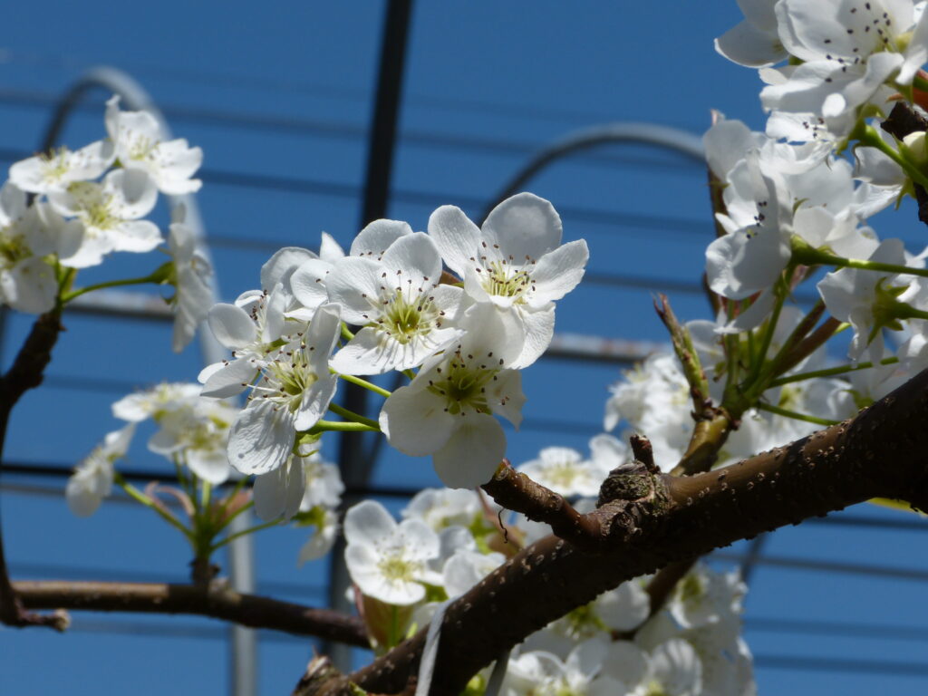 青空の下で咲き誇る真っ白な新高梨の花