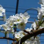 青空の下で咲き誇る真っ白な新高梨の花