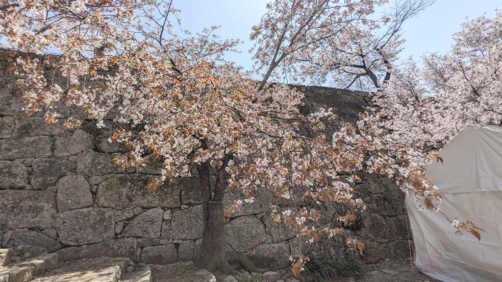 ピークを迎えて葉桜になっていく木も＝2023年3月31日午後1時39分