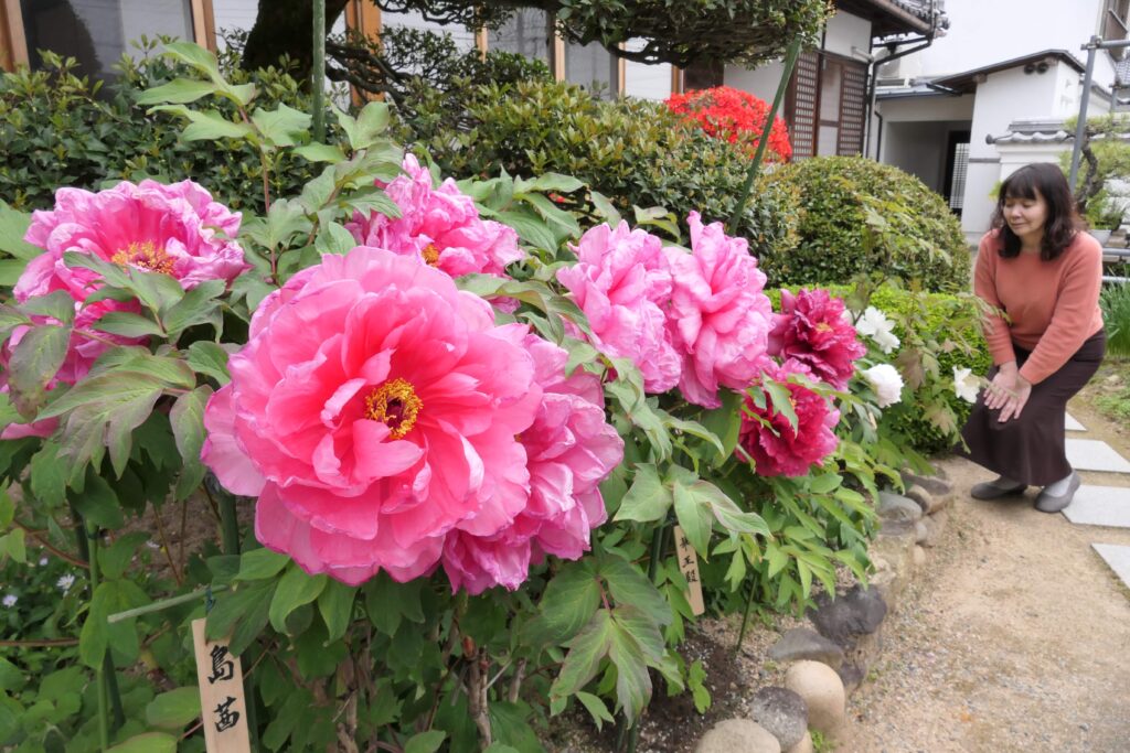 愛染寺の境内を彩る大輪の花