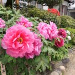 愛染寺の境内を彩る大輪の花