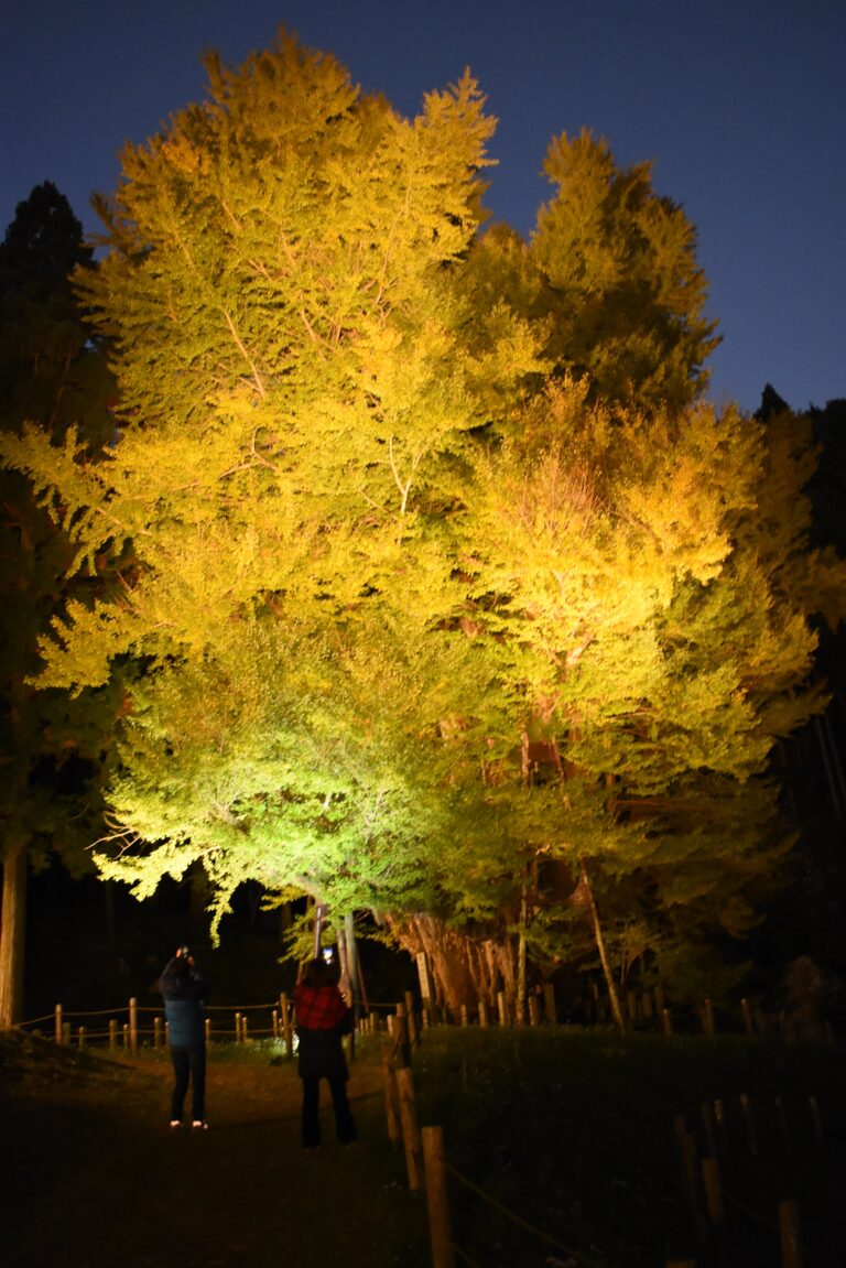 幻想的に浮かび上がった大イチョウ=岡山県奈義町で