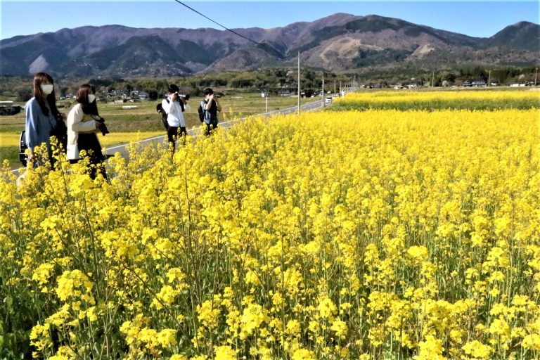 奈義町那岐山麓の田畑で菜の花が見頃迎える