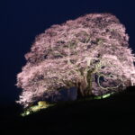 雨霧の中ライトアップされた満開の醍醐桜=2024年4月3日午後6時49分、岡山県真庭市で