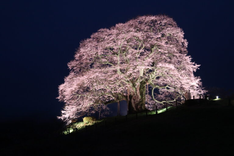 雨霧の中ライトアップされた満開の醍醐桜=2024年4月3日午後6時49分、岡山県真庭市で