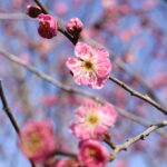 咲き始めた紅梅=岡山県津山市、神代梅の里公園で