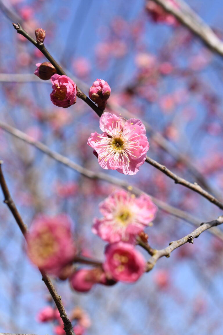 咲き始めた紅梅=岡山県津山市、神代梅の里公園で