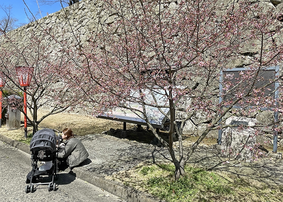 蕾をつける津山城周辺の桜＝2023年3月27日 午前11時54分