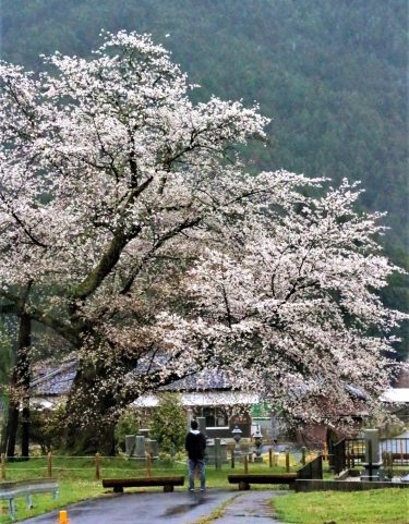 山桜の巨樹、咲き極まる　樹齢570年「尾所の桜」　春雨の中で満開に／岡山・津山市