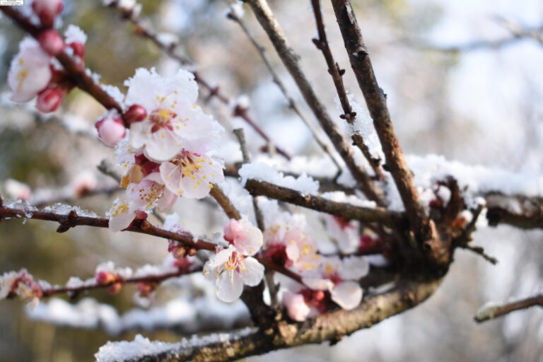 花びらに雪が積もった梅=岡山県津山市で