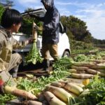 今季の出来栄えを確かめながら収穫する関係者=岡山県真庭市で