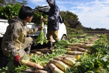 今季の出来栄えを確かめながら収穫する関係者=岡山県真庭市で