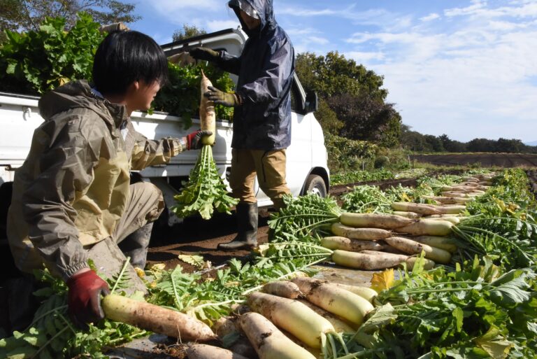 今季の出来栄えを確かめながら収穫する関係者=岡山県真庭市で