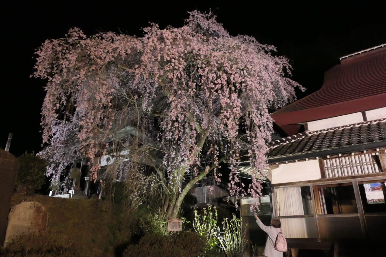 光に照らされ幻想的な雰囲気を醸し出す枝垂れ桜＝岡山県津山市で