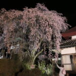 光に照らされ幻想的な雰囲気を醸し出す枝垂れ桜＝岡山県津山市で