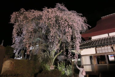 光に照らされ幻想的な雰囲気を醸し出す枝垂れ桜＝岡山県津山市で